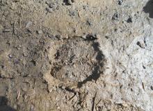 traces_4.jpg Thumbnail